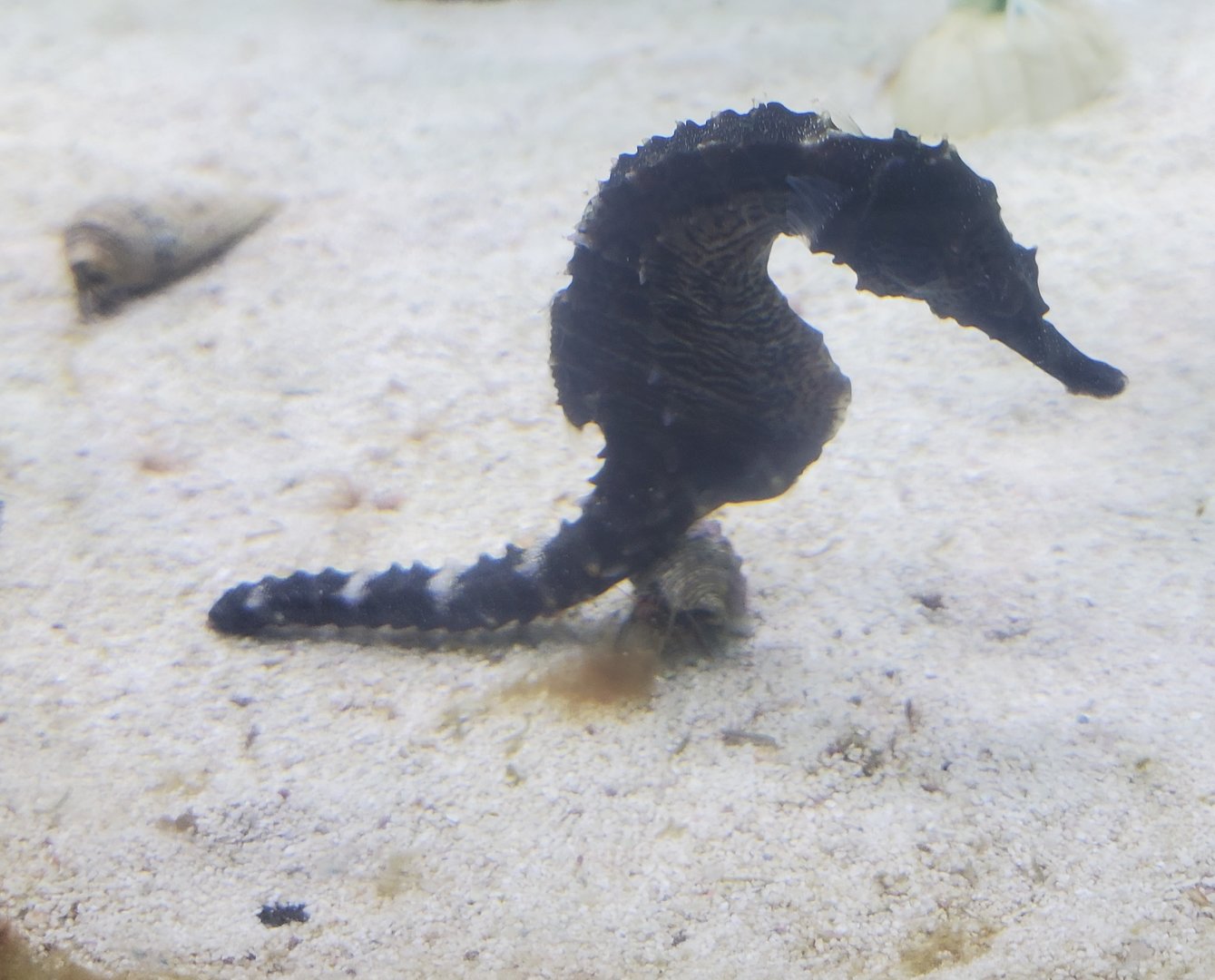 St. Lucie Aquarium - Lined Seahorse