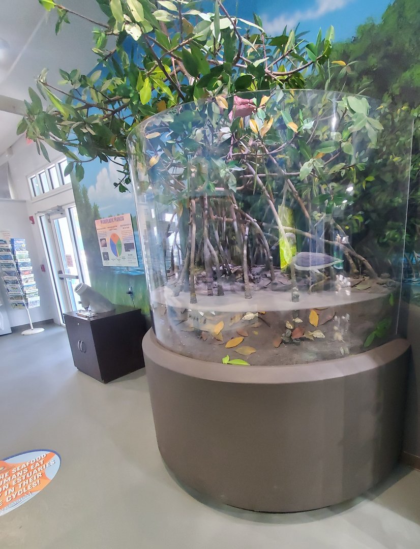 St. Lucie Aquarium - Mangrove model