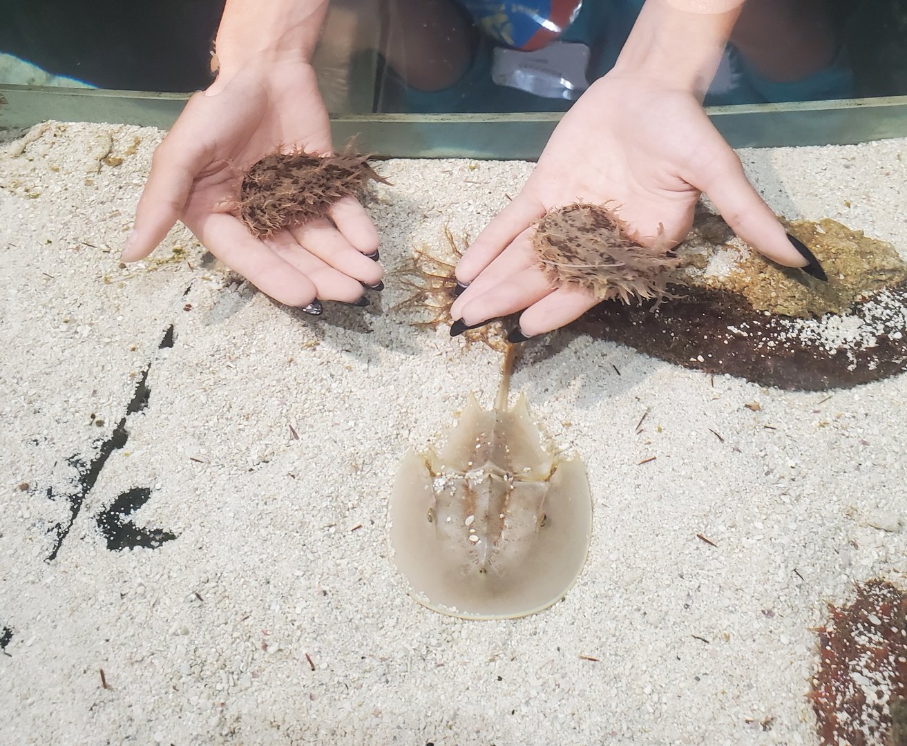St. Lucie Aquarium - Petting sea hares