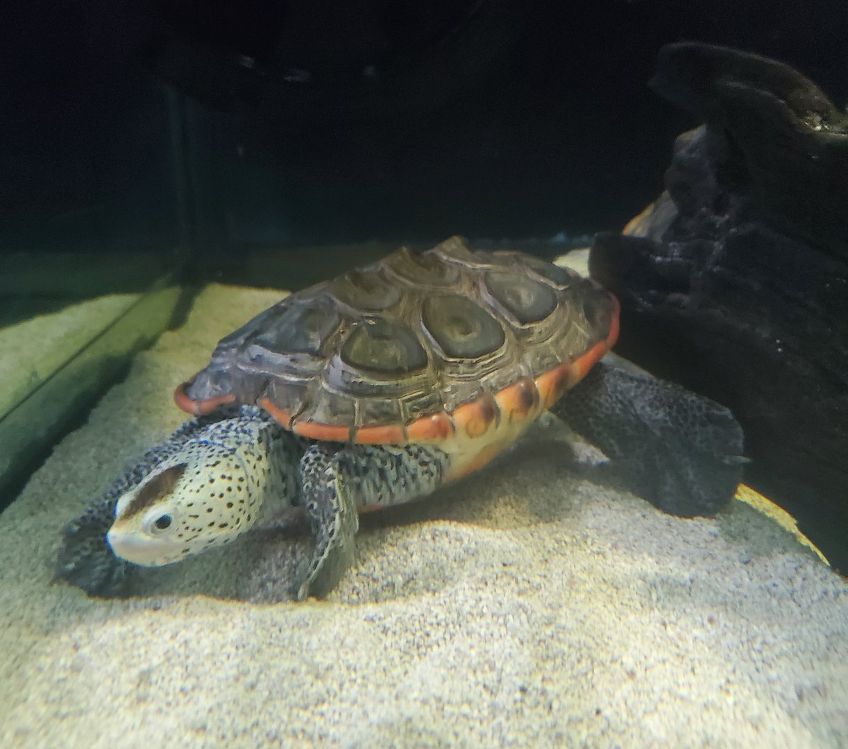 St. Lucie Aquarium - Tequesta Diamondback Terrapin