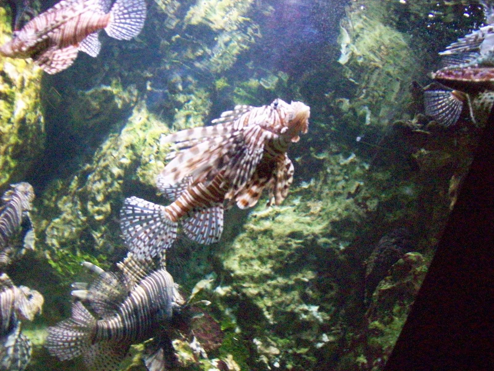 st malo aquarium