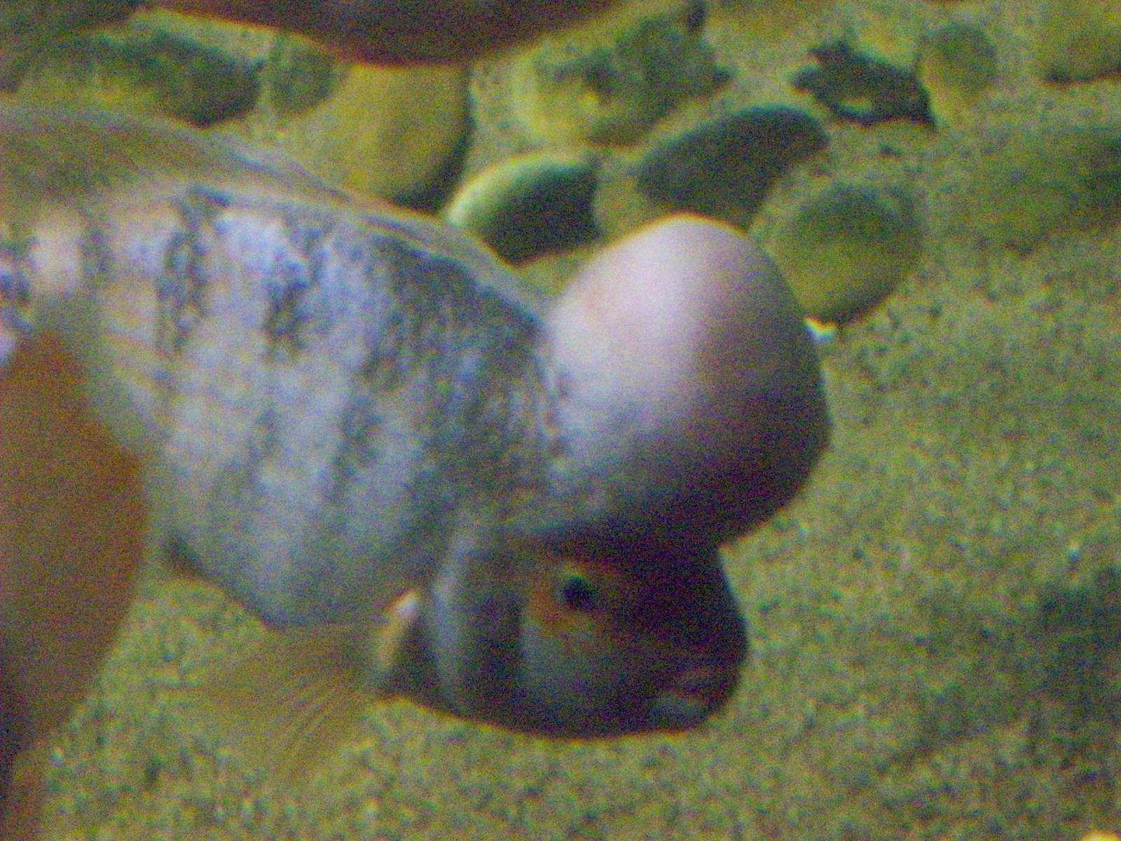st malo aquarium