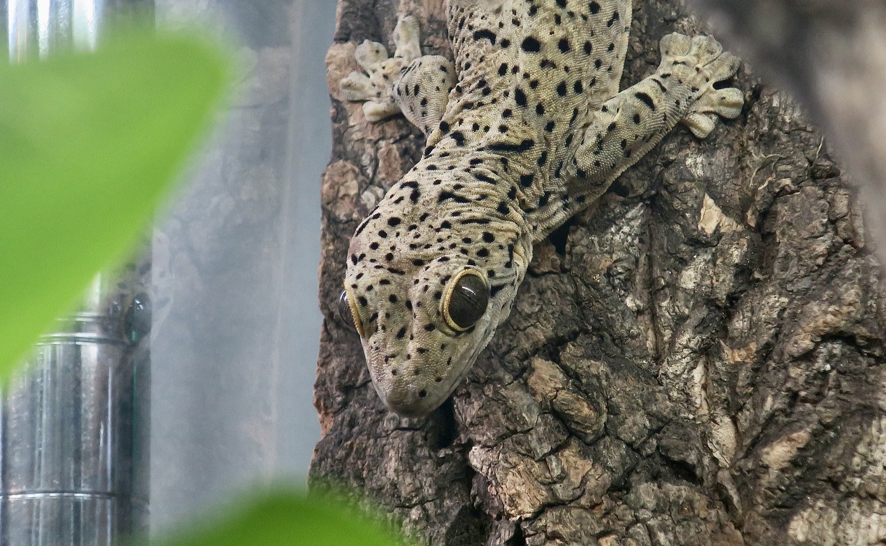 St. Martin Turnip-Tailed Gecko (Thecadactylus oskrobapreinorum) - The Gecko Gallery NYC