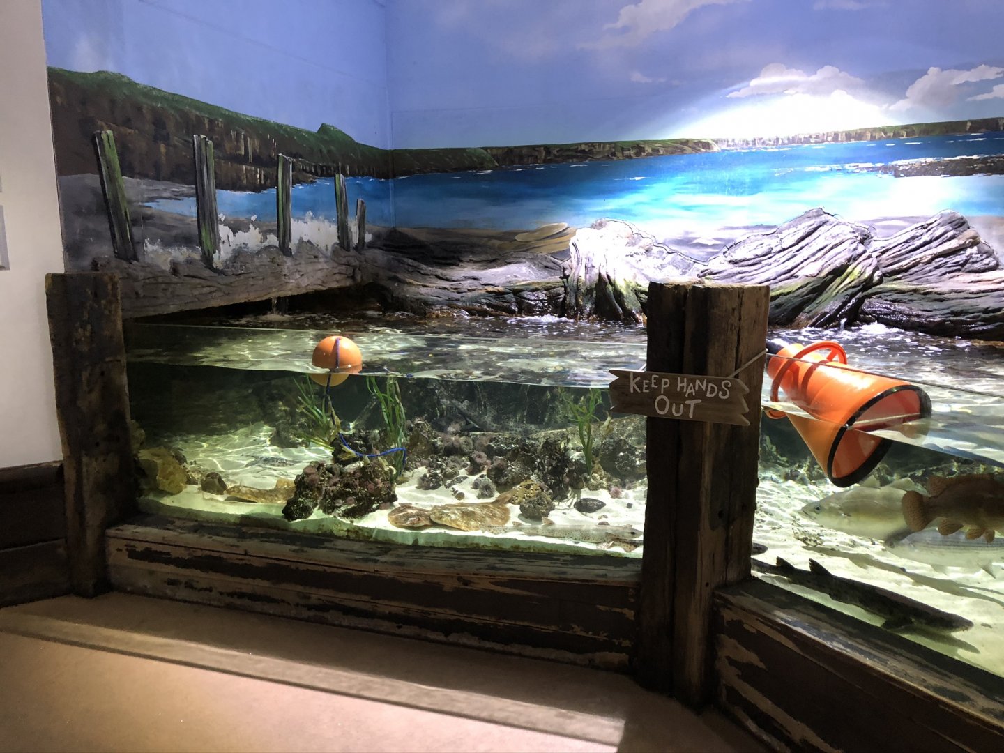 St Mary's Island Tank at Tynemouth Aquarium (2019)
