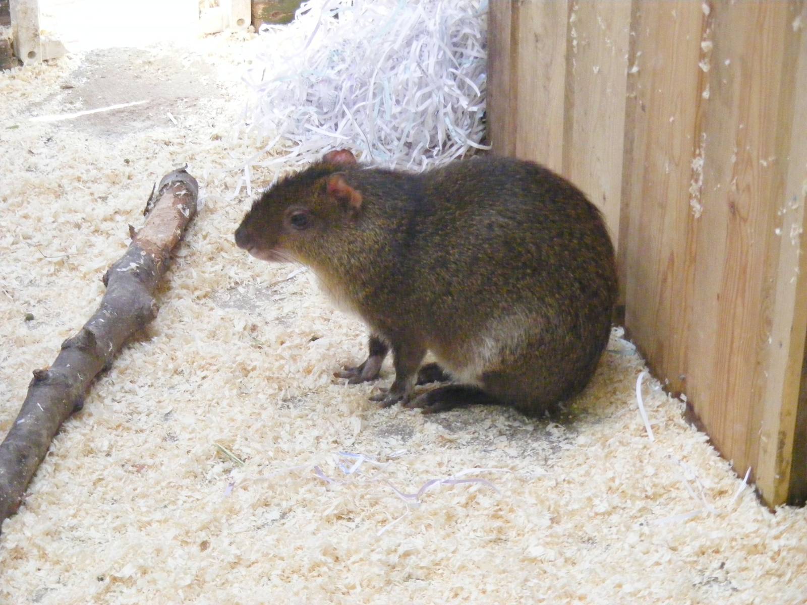 St. Vincent agouti at Beale Park, 24 October 2010