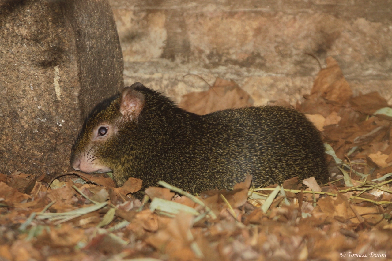 St Vincent Agouti (Dasyprocta leporina aguti)