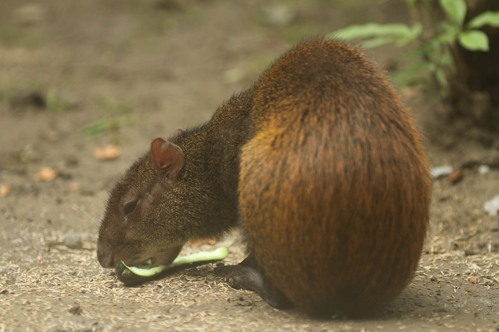 St Vincent agouti (Dasyprocta leporina albida)