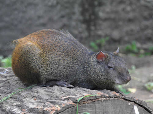 St Vincent Agouti in Kishinev Zoo
