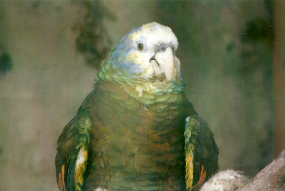 St Vincent Amazon 13th September 2012