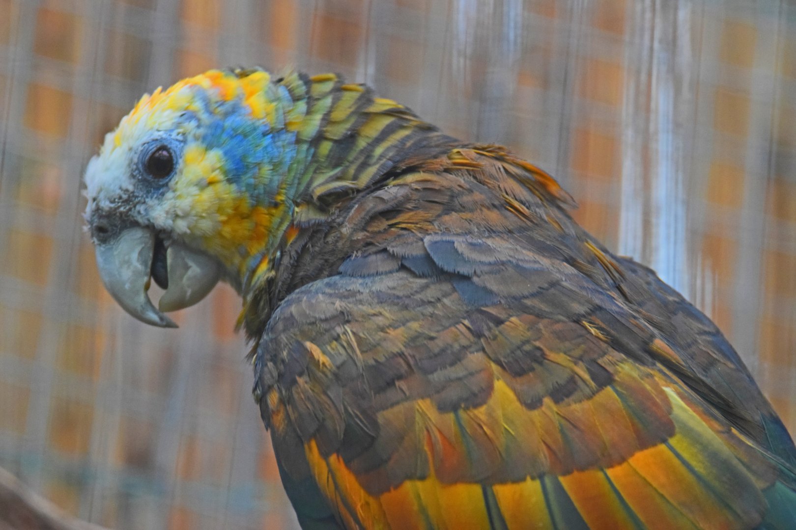 St. Vincent amazon, 19.10.2019