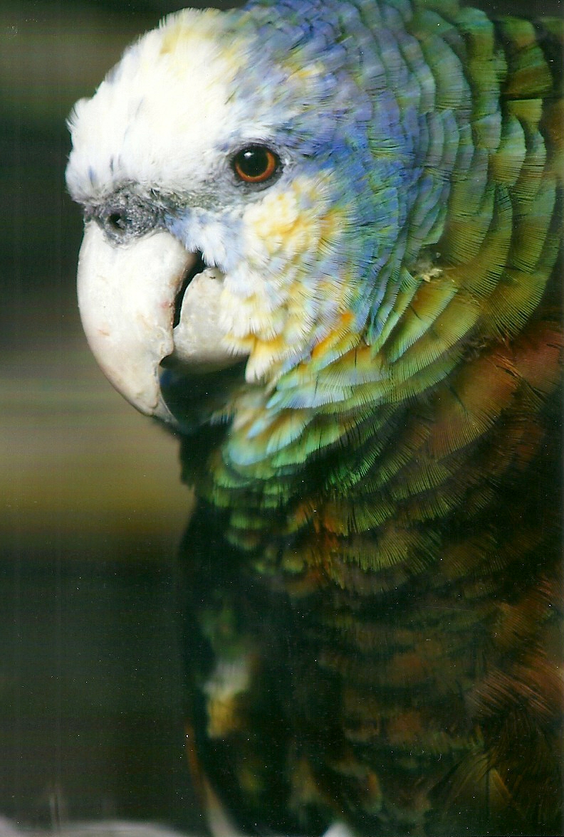 St Vincent Amazon, 26th September 2013