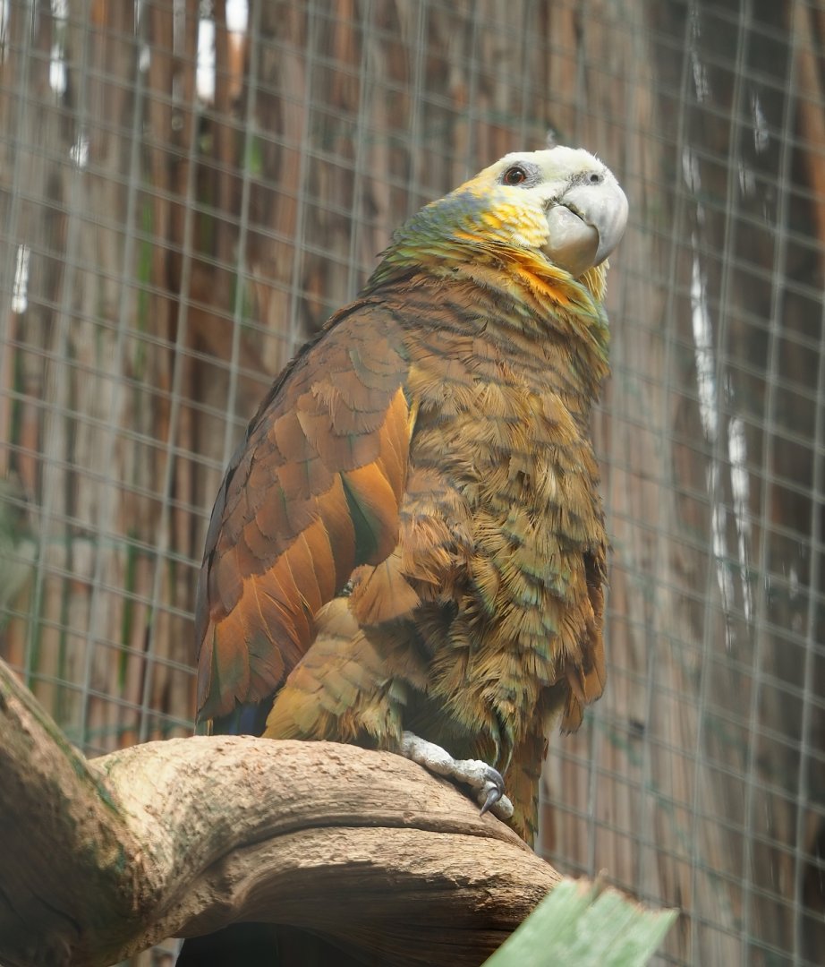St. Vincent amazon (Amazona guildingii), 2023-05-16