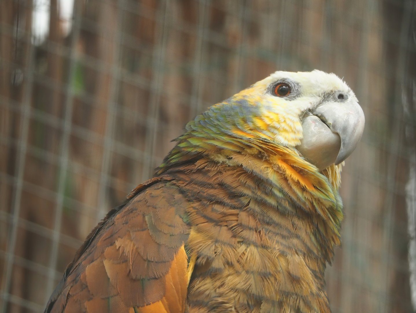 St. Vincent amazon (Amazona guildingii), 2023-05-16