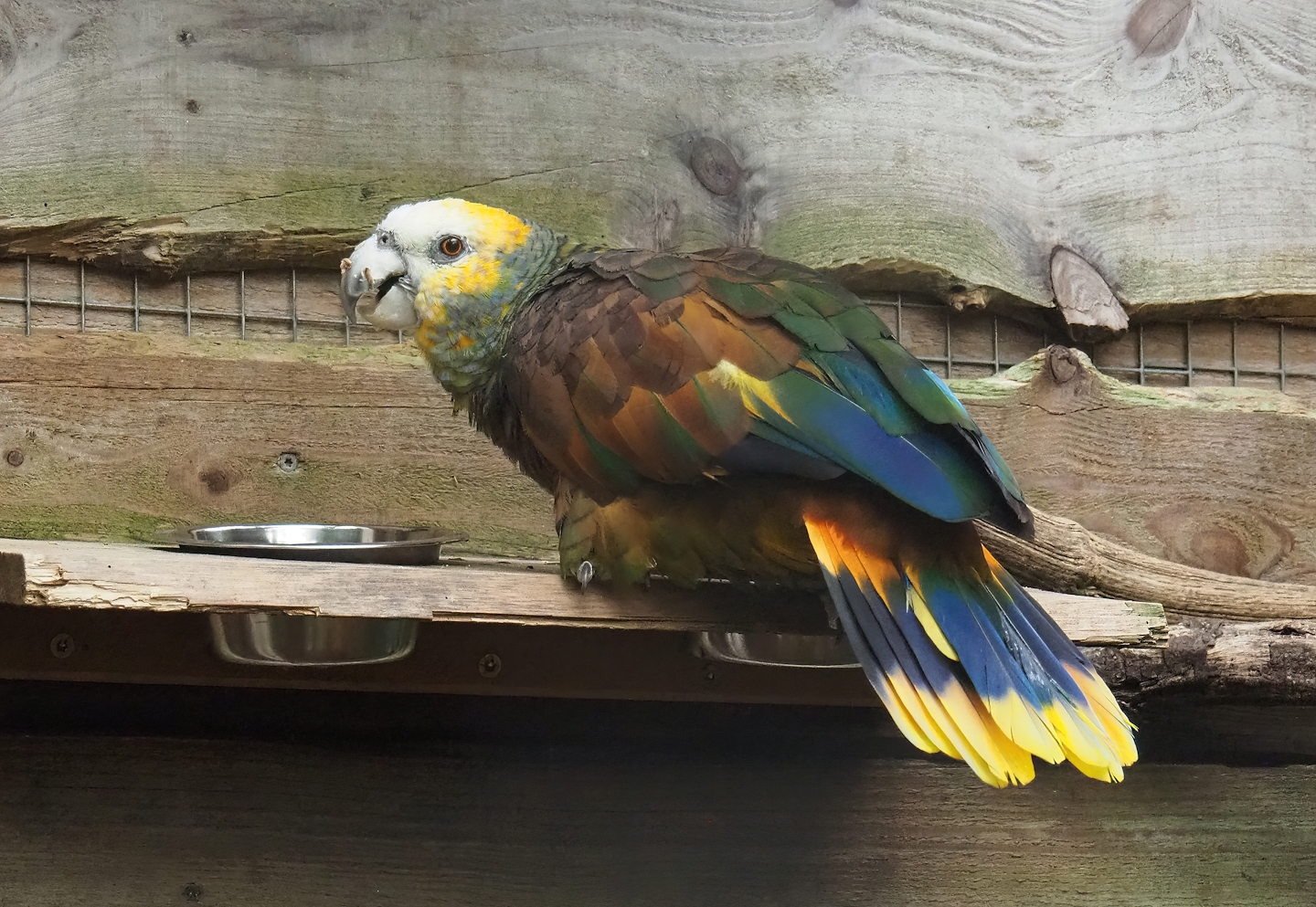 St. Vincent amazon (Amazona guildingii), 2023-10-13