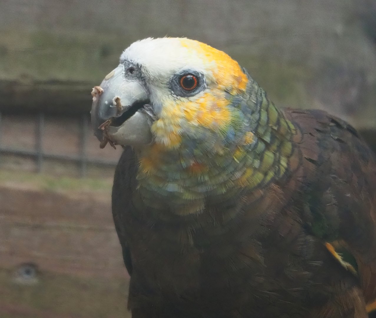 St. Vincent amazon (Amazona guildingii), 2023-10-13