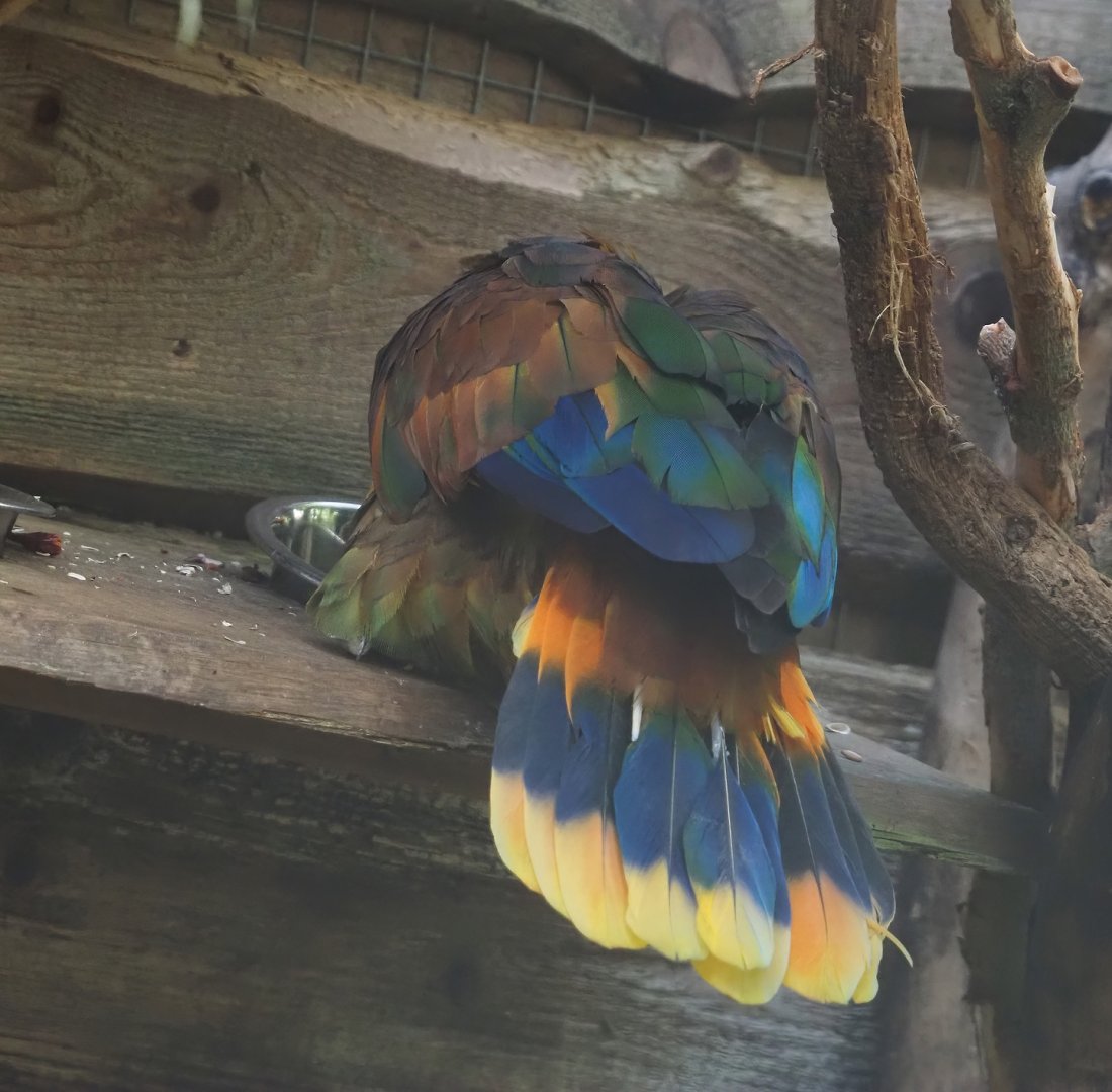 St Vincent amazon (Amazona guildingii), 2024-09-17