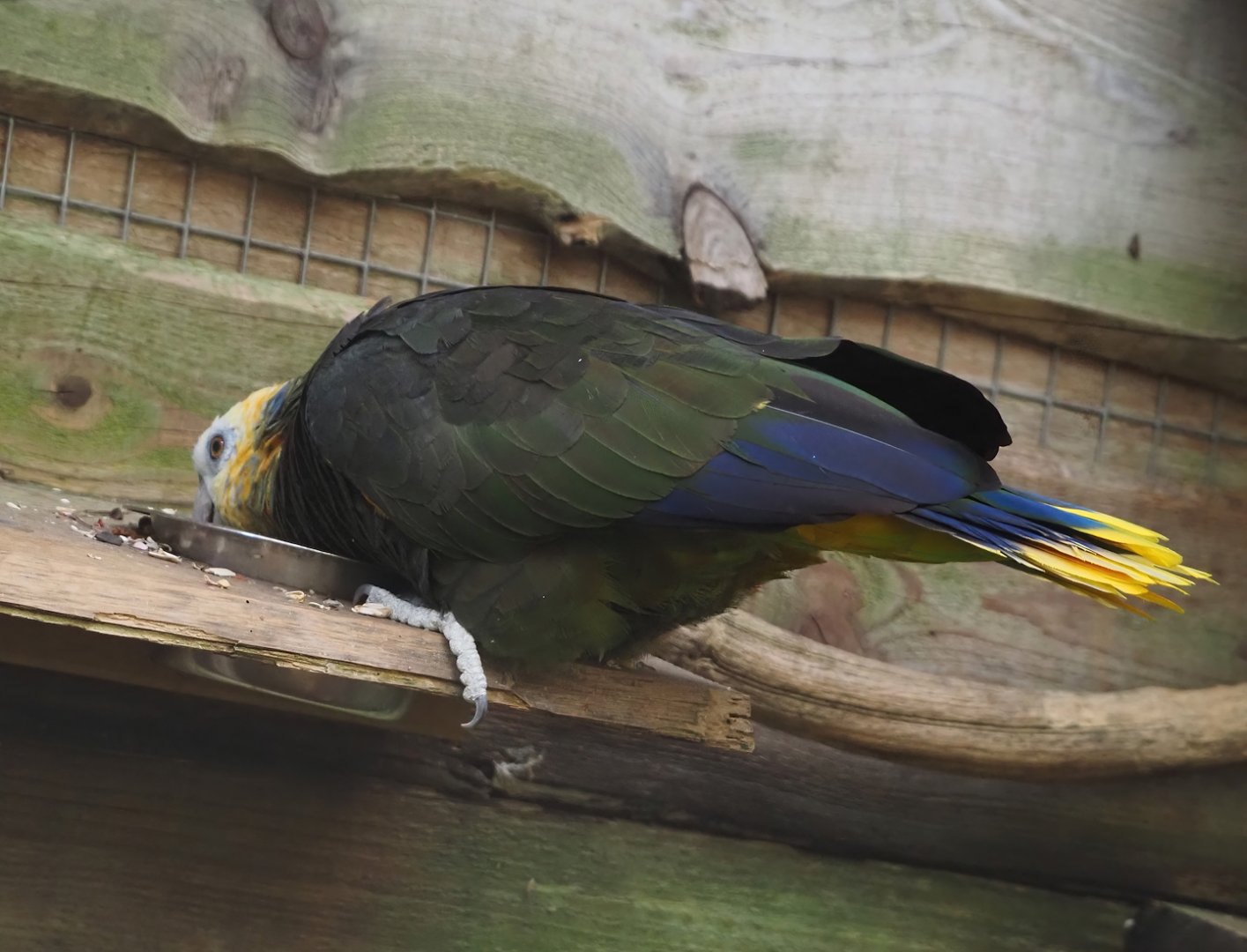 St Vincent amazon (Amazona guildingii), 2024-09-17