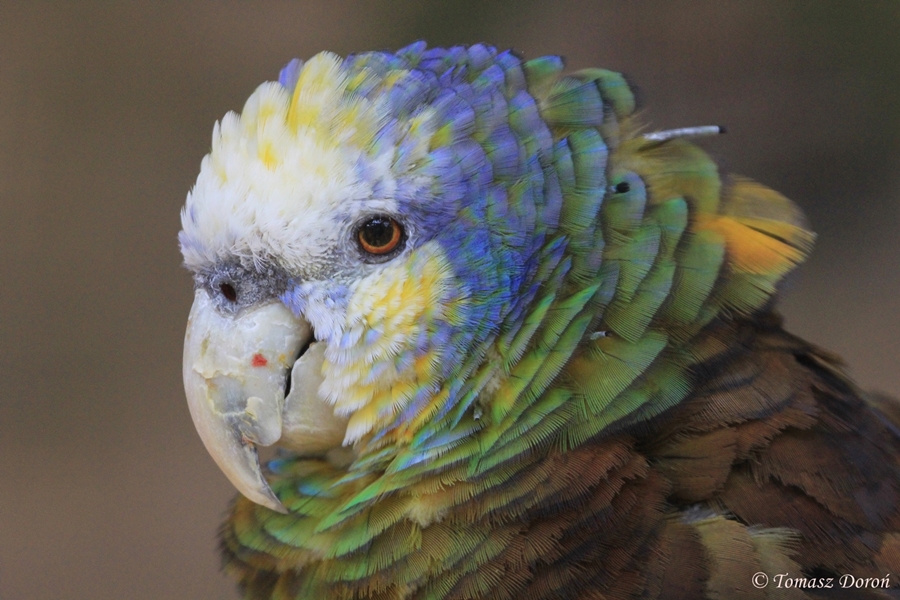 St. Vincent Amazon (Amazona guildingii), October 2015