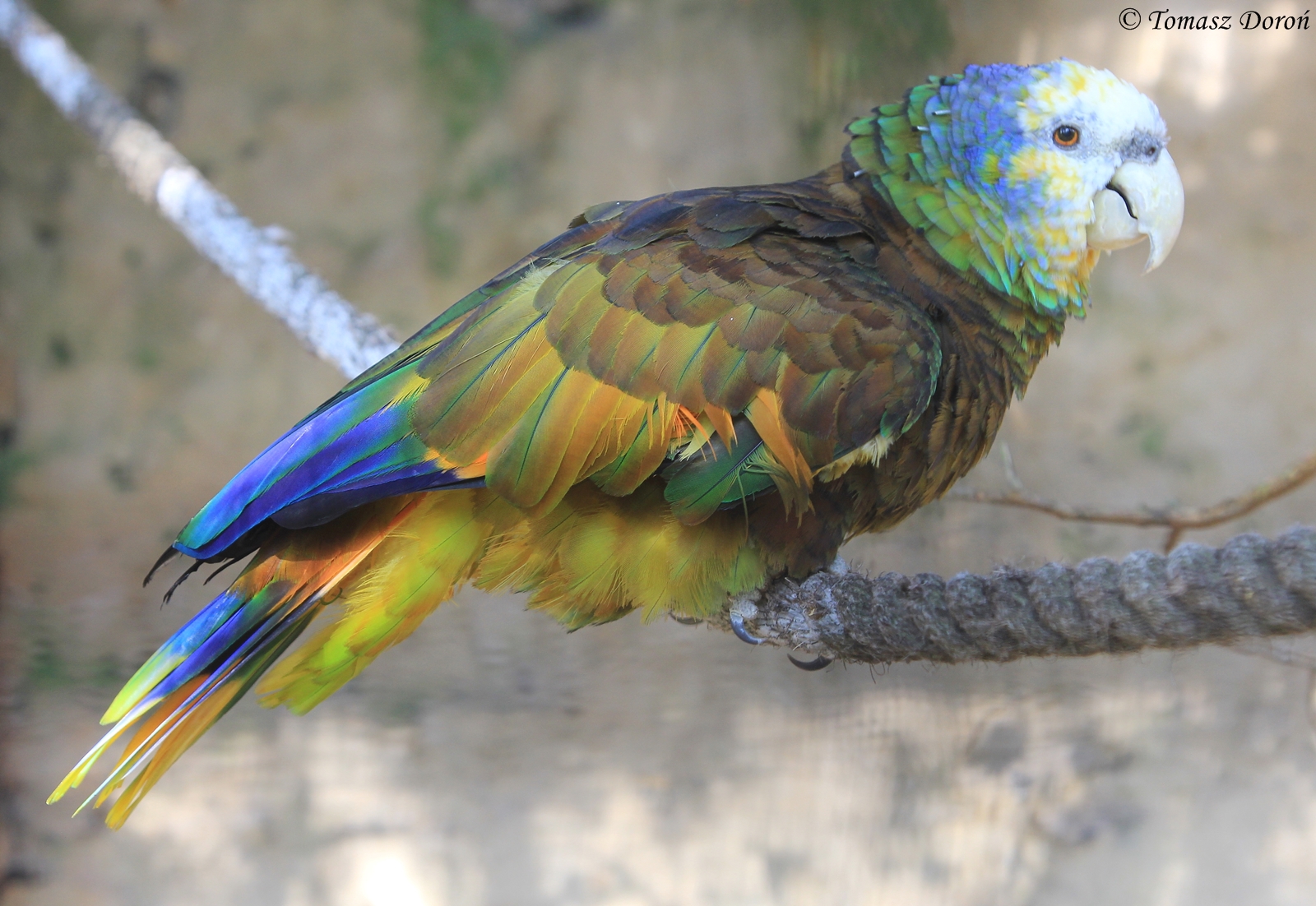 St. Vincent Amazon (Amazona guildingii), October 2015
