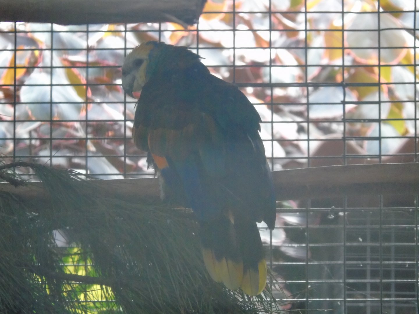 St.Vincent amazon  - August 2018 (breeding station La Vera)