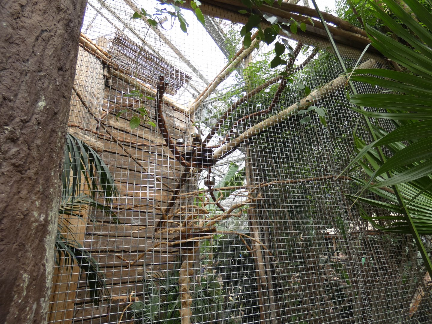 St. Vincent Amazon aviary