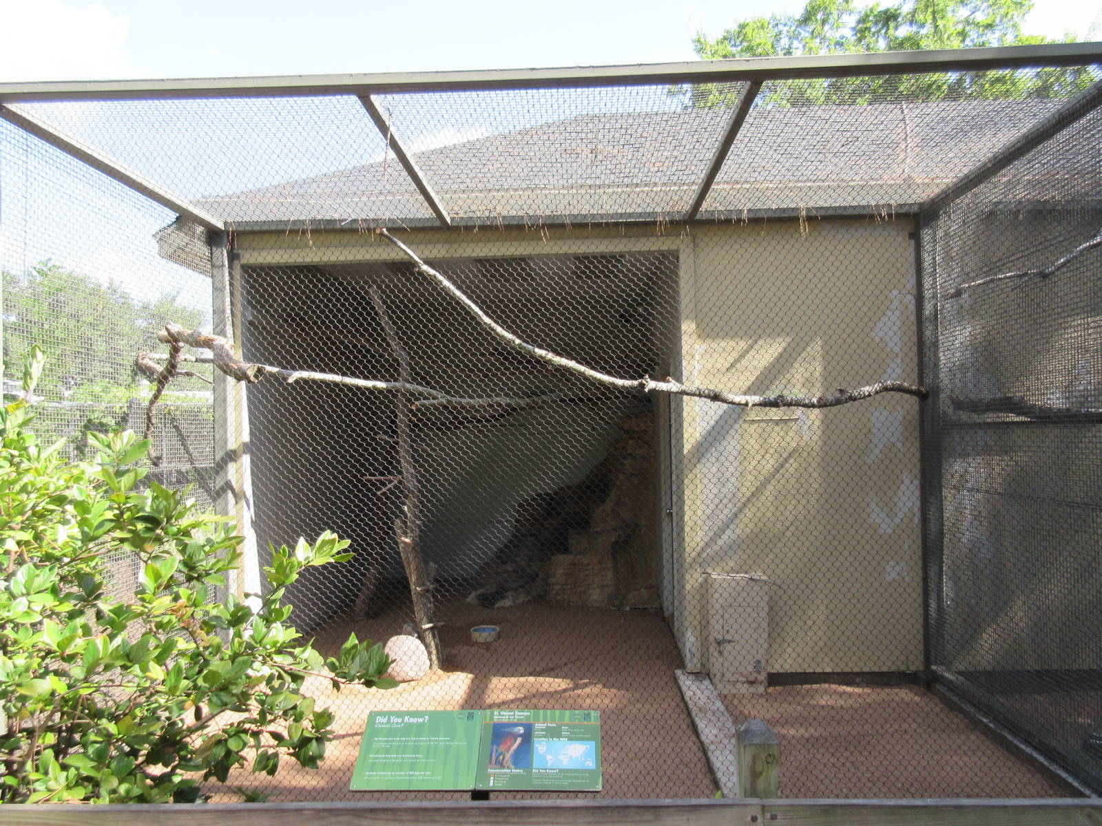 St. Vincent Amazon Parrot Exhibit #1 (only ones of their kind in U.S.A.?)