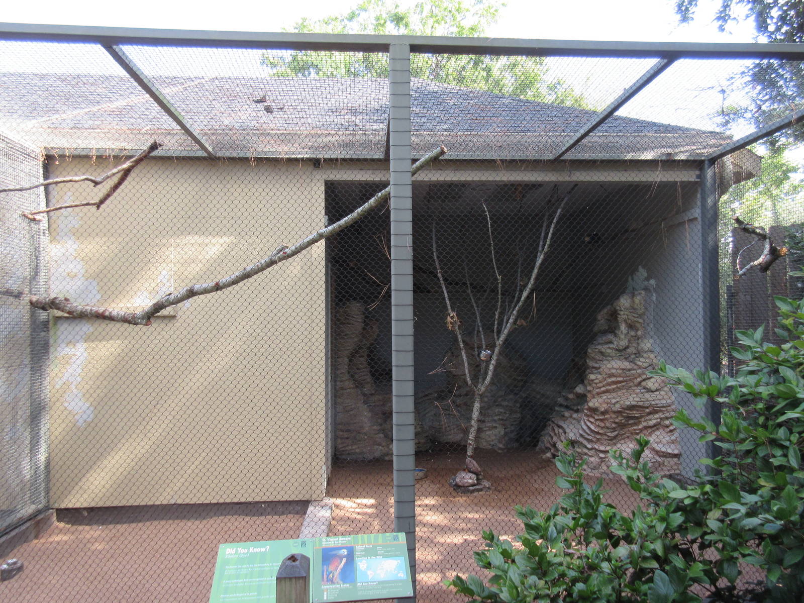 St. Vincent Amazon Parrot Exhibit #2