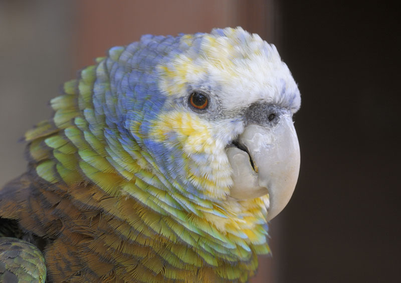 St Vincent amazon portrait