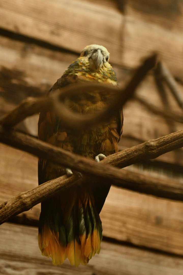 St. Vincent Parrot Amazona guildingii