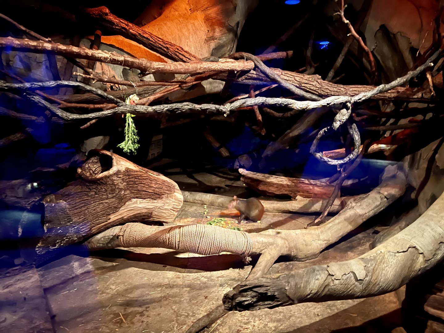 St. Vincents Agouti Exhibit