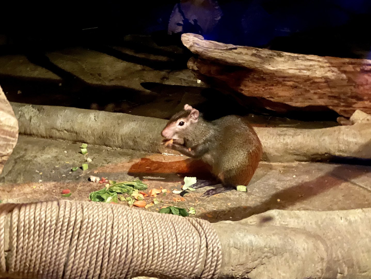 St. Vincents Agouti
