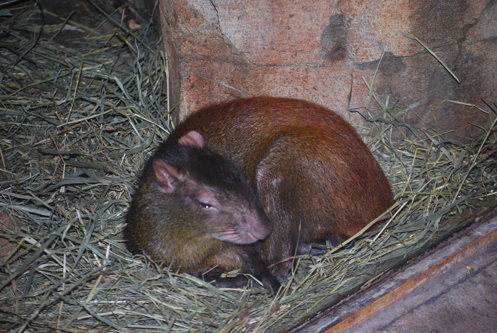 St. Vincett's Agouti
