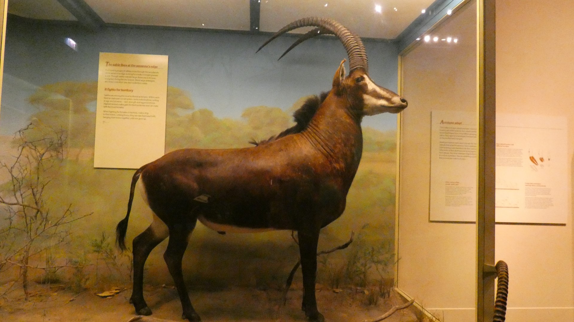 Stable Antelope, Africa - Feb. 2022