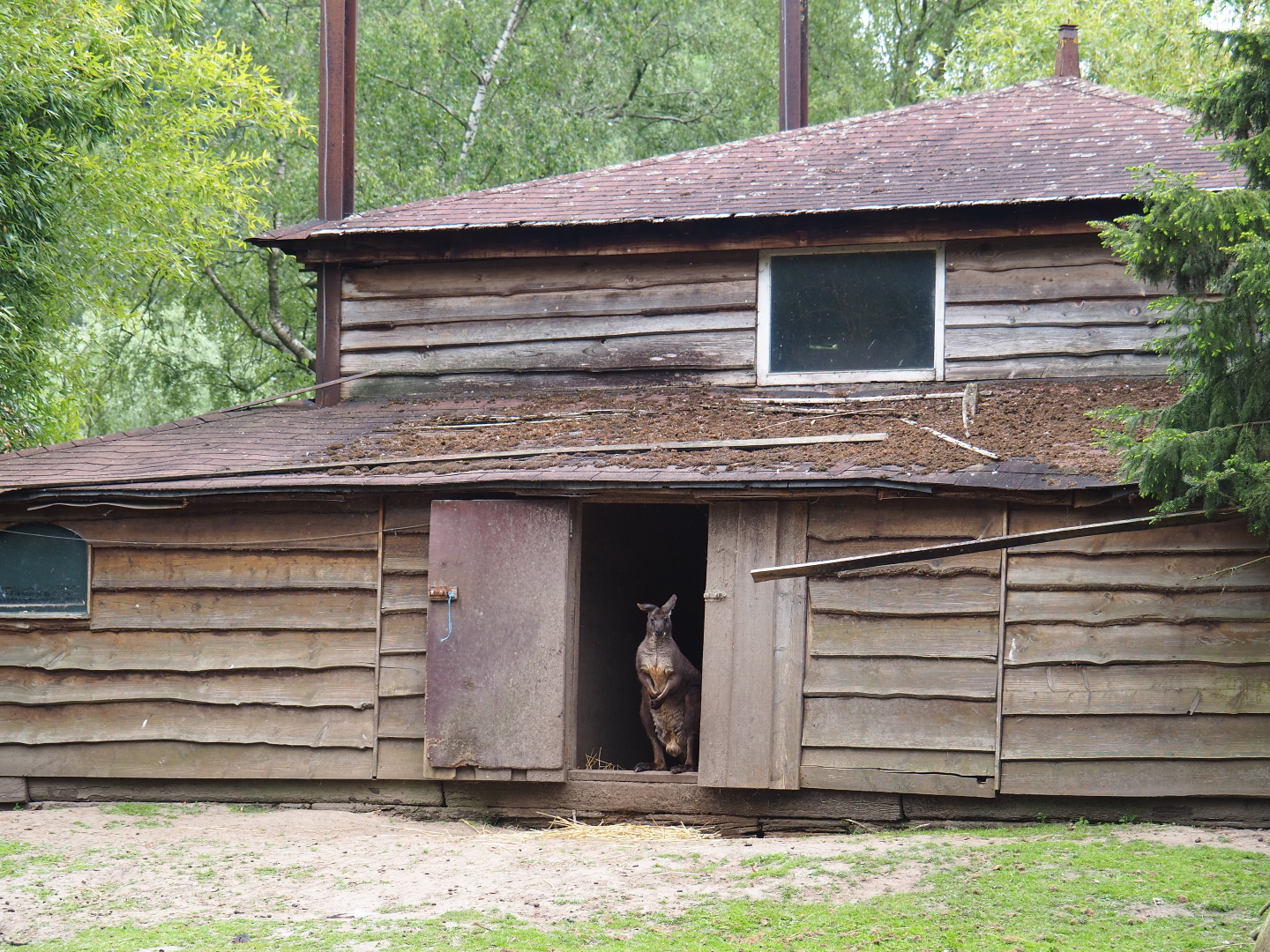 Stable building for kangaroos and large birds - With Eastern Wallaroo in doorway, 2019-05-25