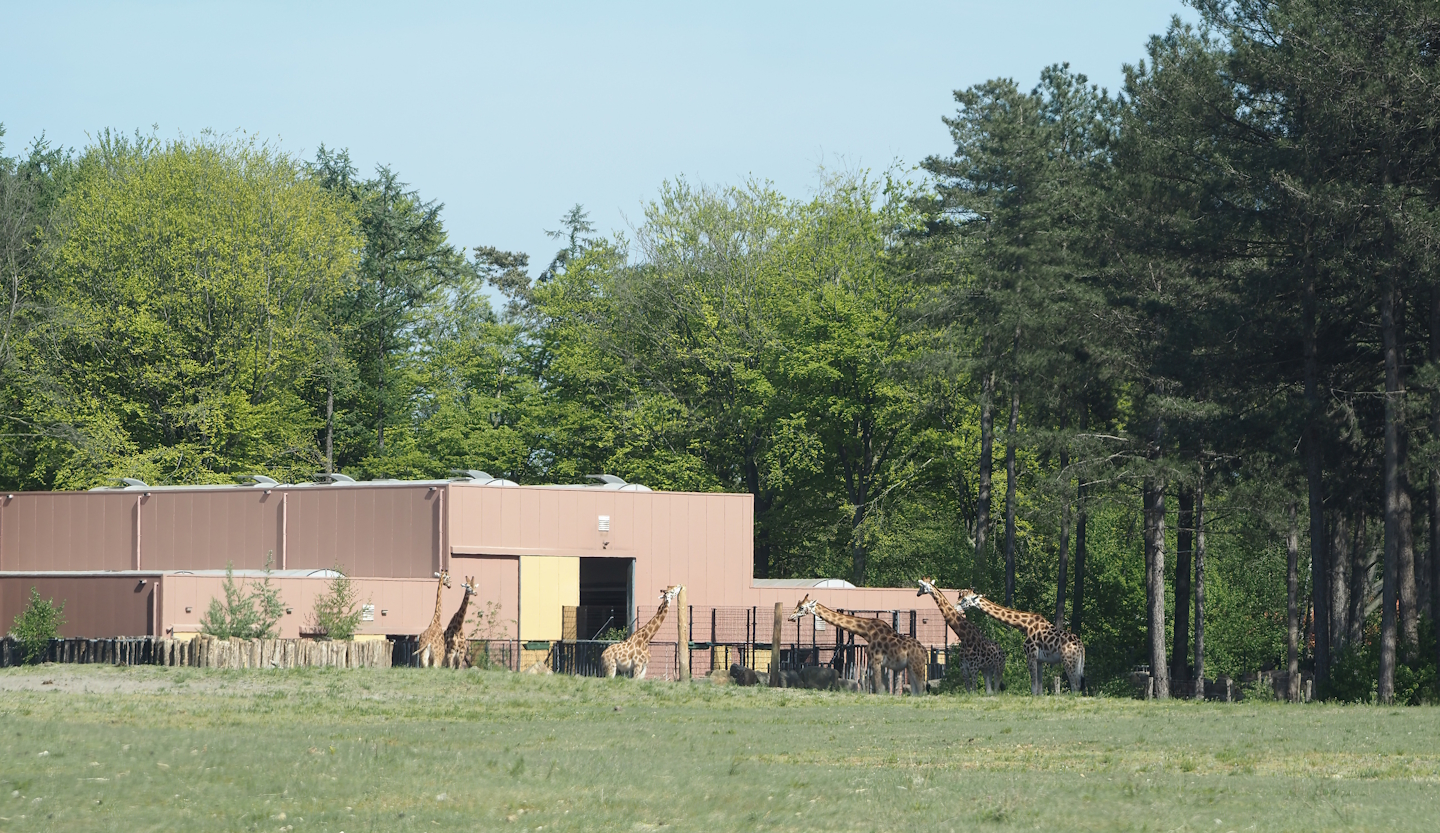 Stable for giraffes and ungulates living on the Safari Resort savanna, 2025-04-30