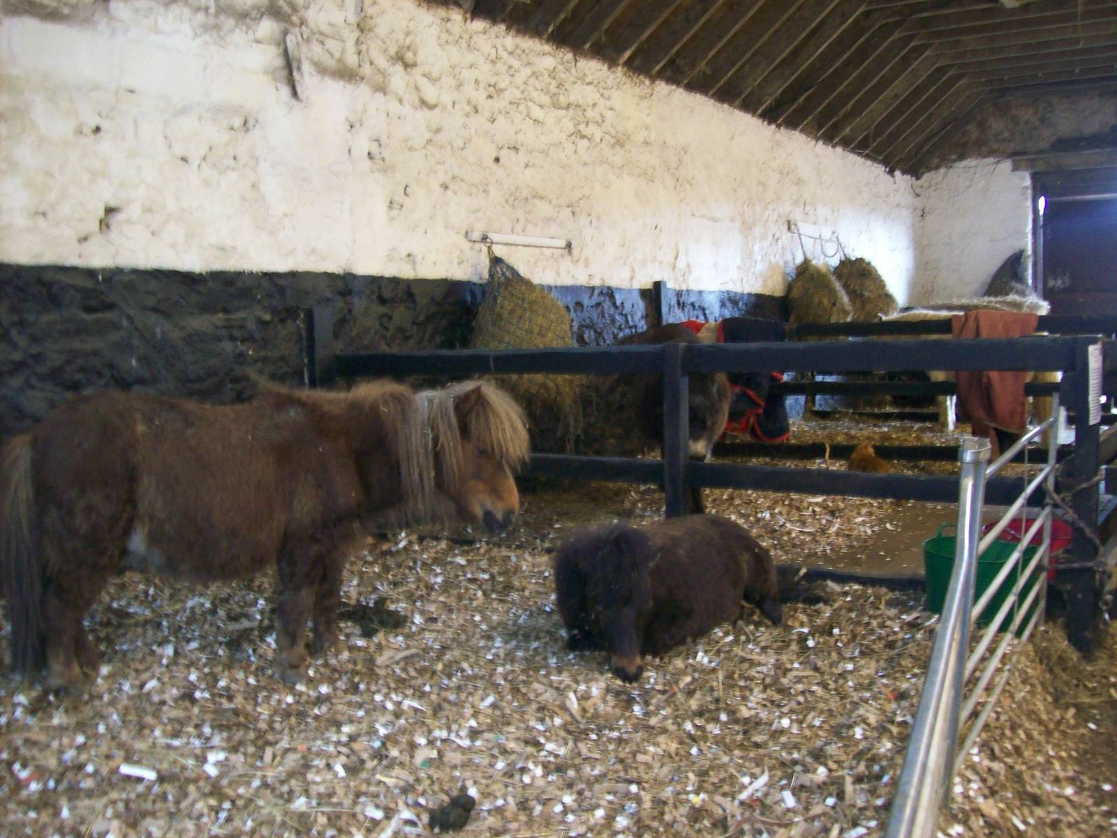 Stable for rescued ponies at willows wildlife sanctuary