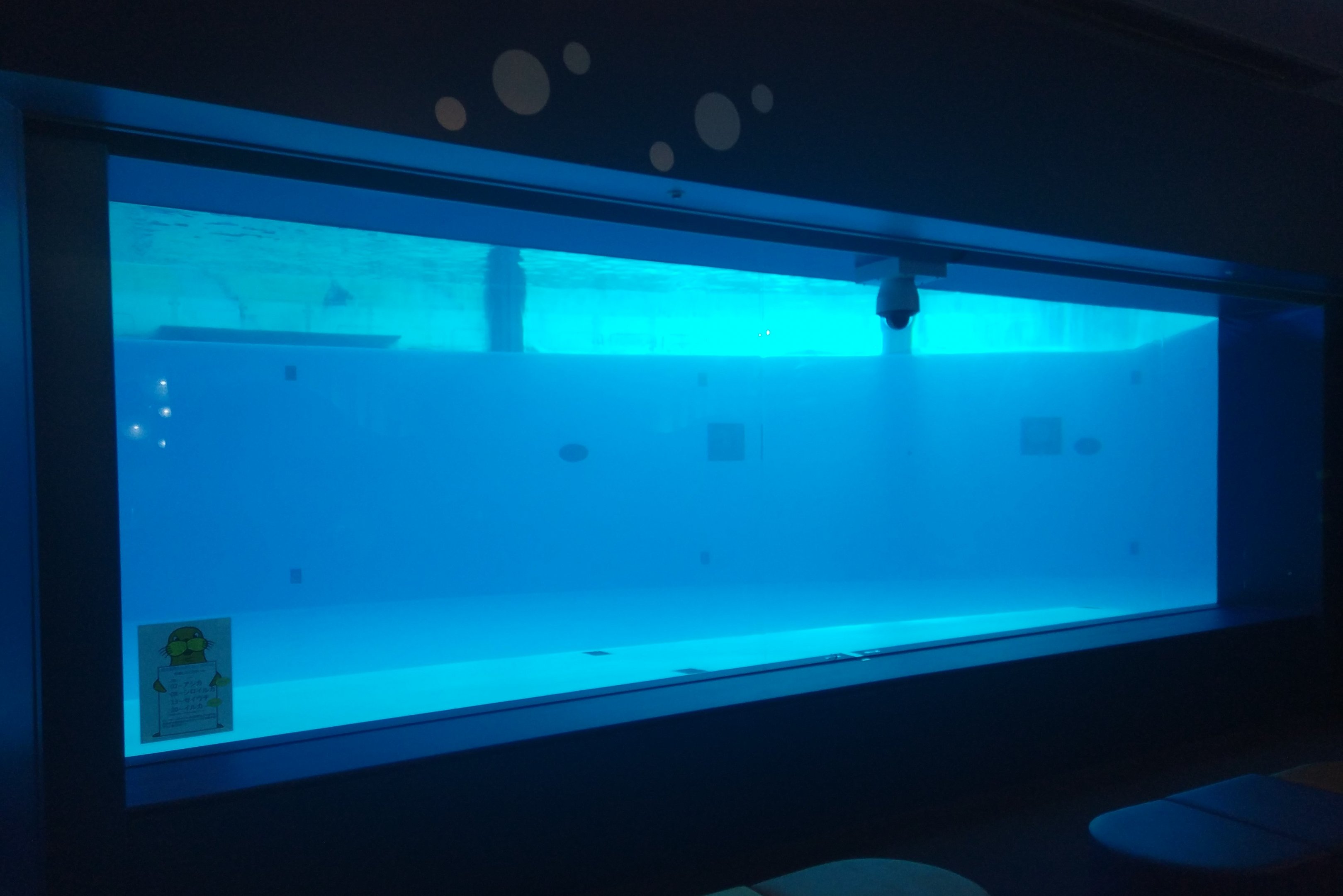 Stadium Pool Underwater Viewing