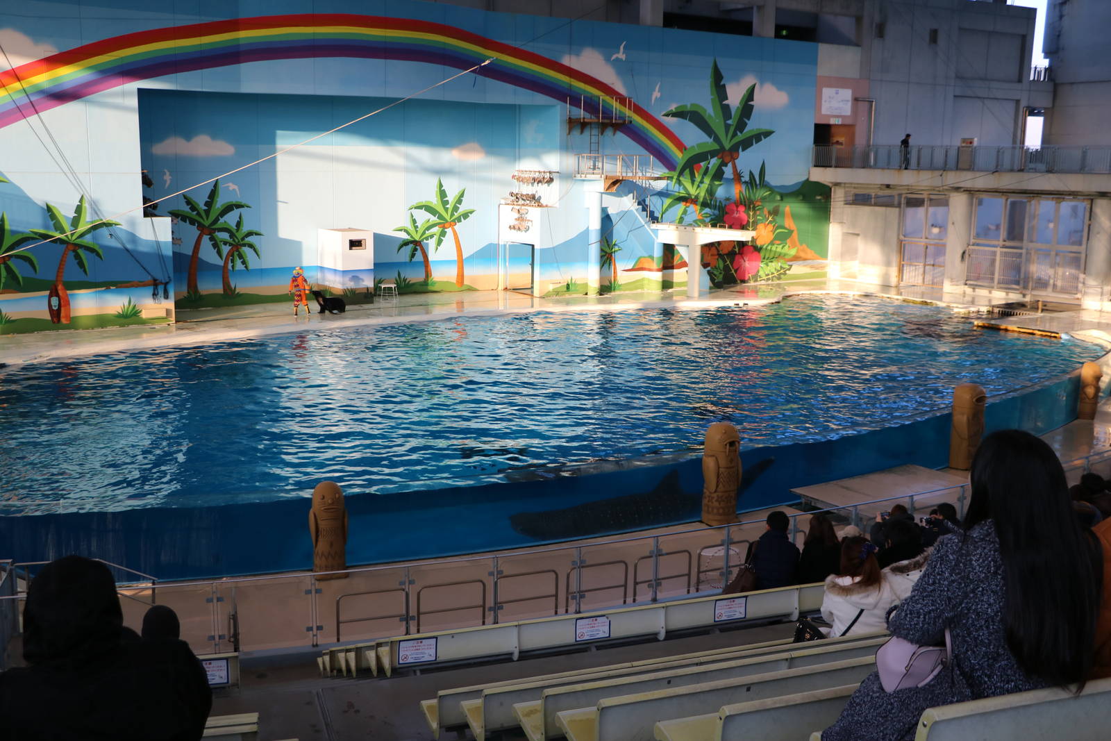 Stadium with whale shark, February 2016