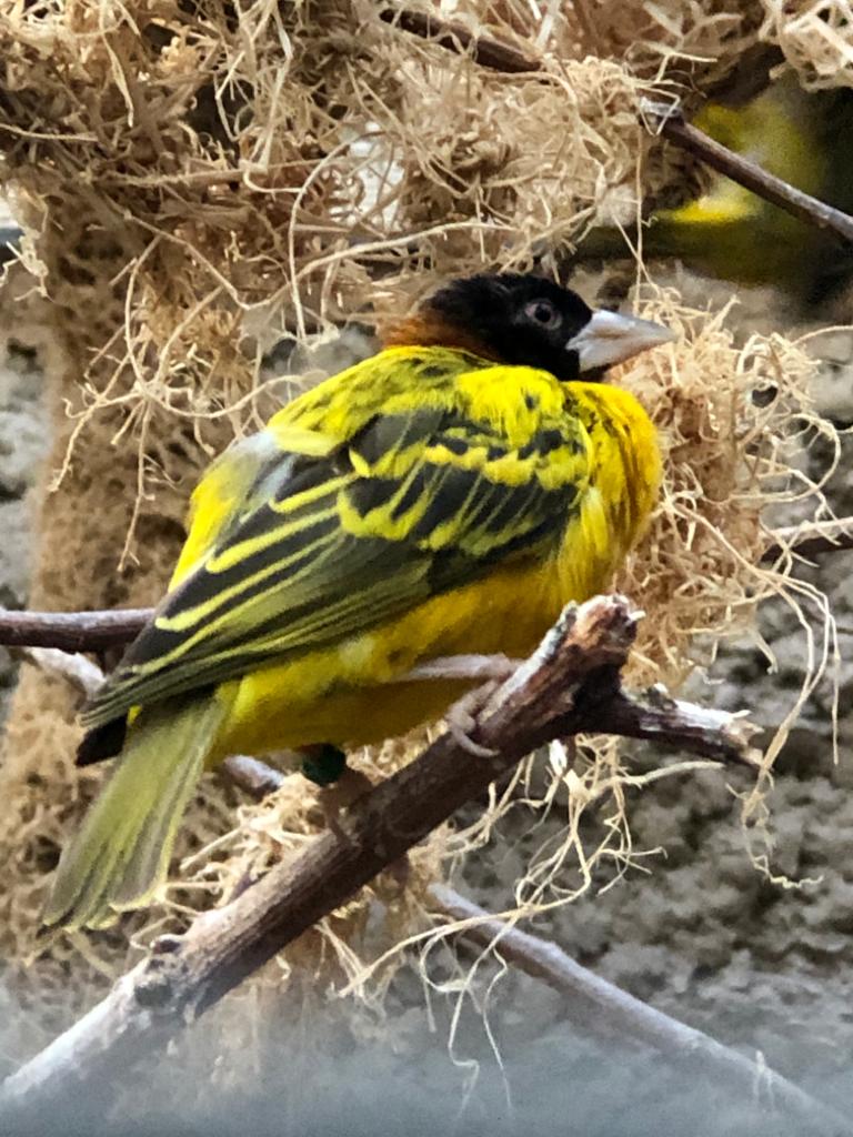 Stadtwerke-Giraffenwelt - Black-headed weaver 011219