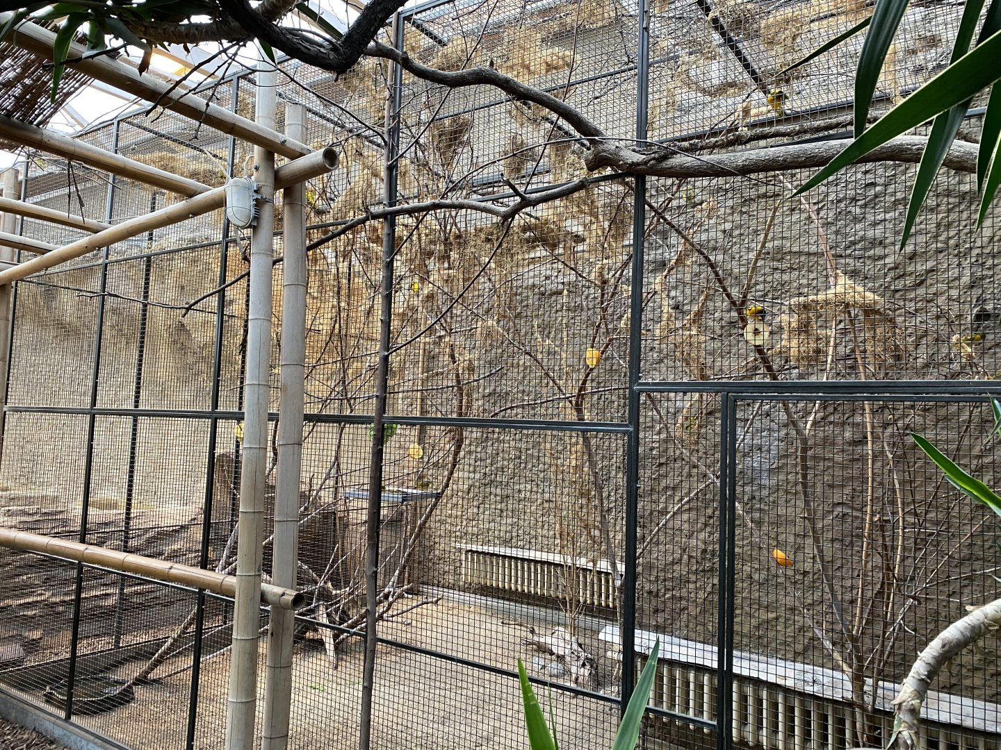 Stadtwerke-Giraffenwelt - Black-headed weaver aviary 011219