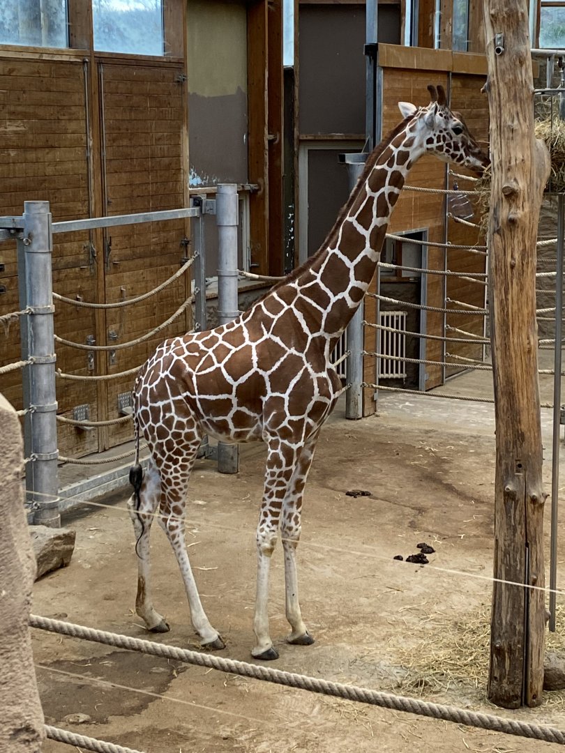 Stadtwerke-Giraffenwelt - Reticulated giraffe 011219