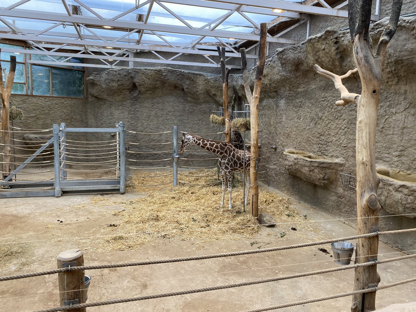 Stadtwerke-Giraffenwelt - Reticulated giraffe indoors 011219