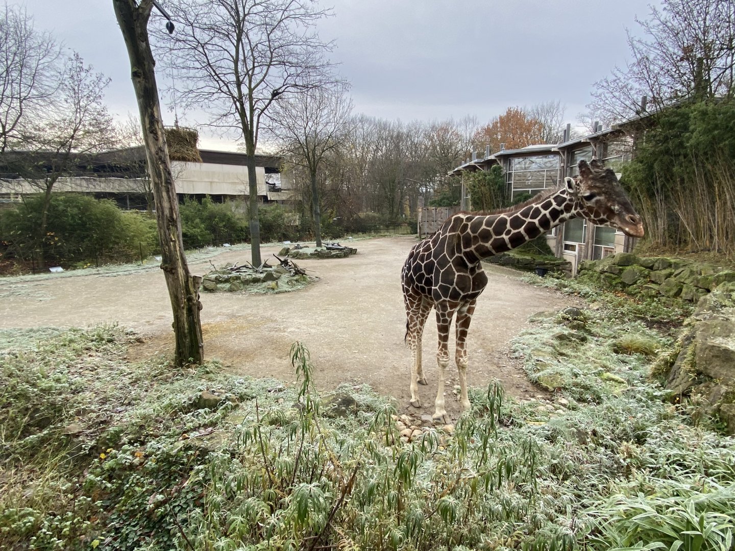 Stadtwerke-Giraffenwelt - Reticulated giraffe outdoors 011219