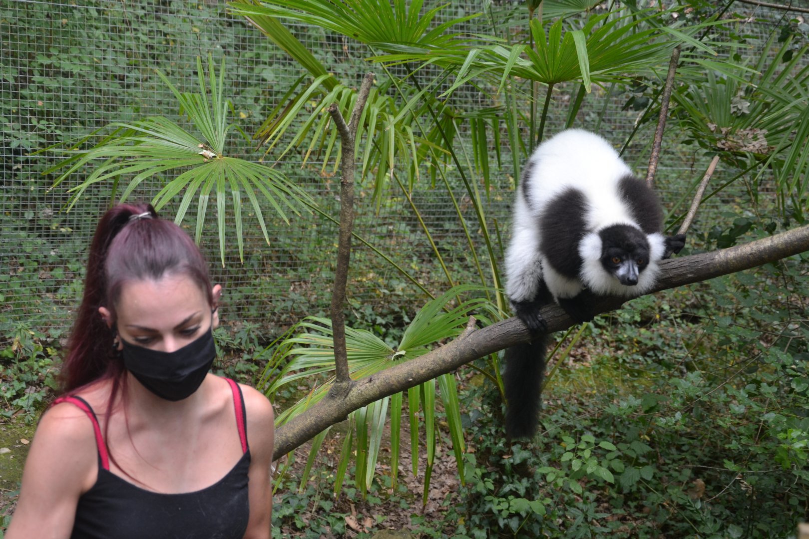 Staff during lemur talk