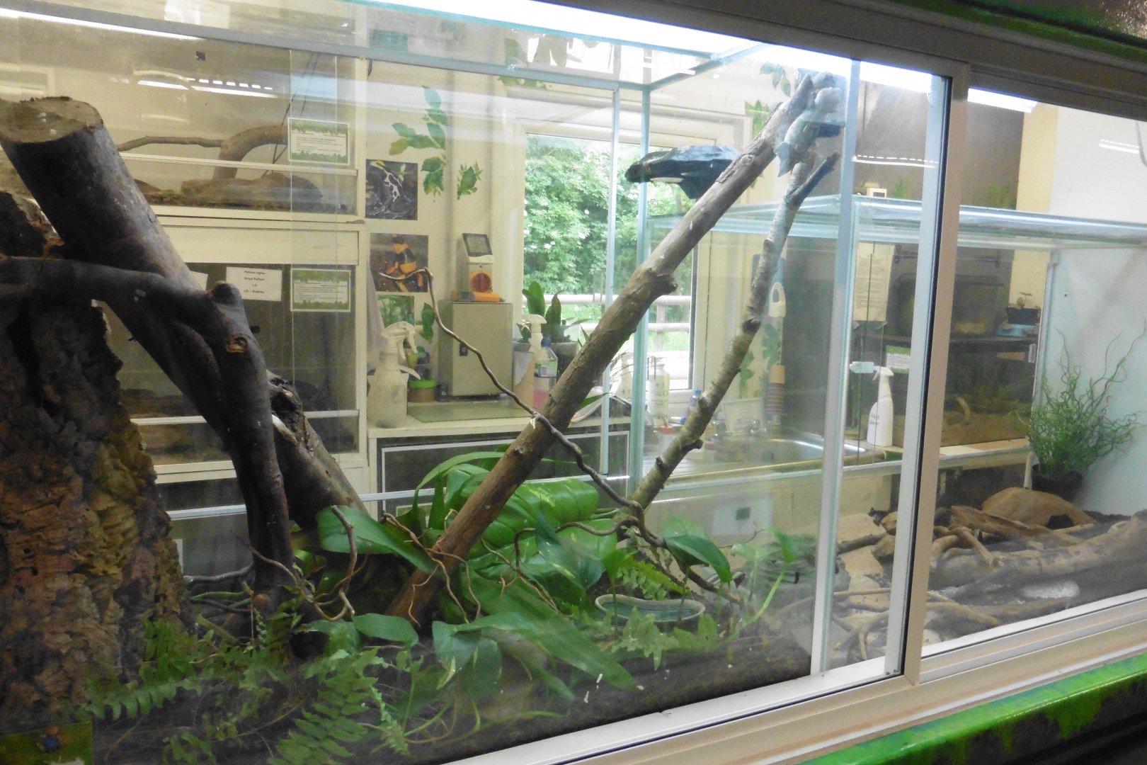 Staff only  reptile and invert breeding tanks