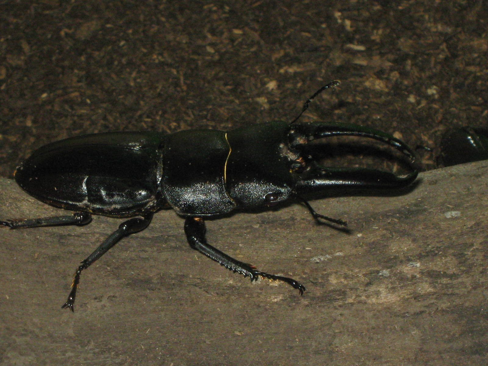 stag beetle (Serrognathus platymelus)