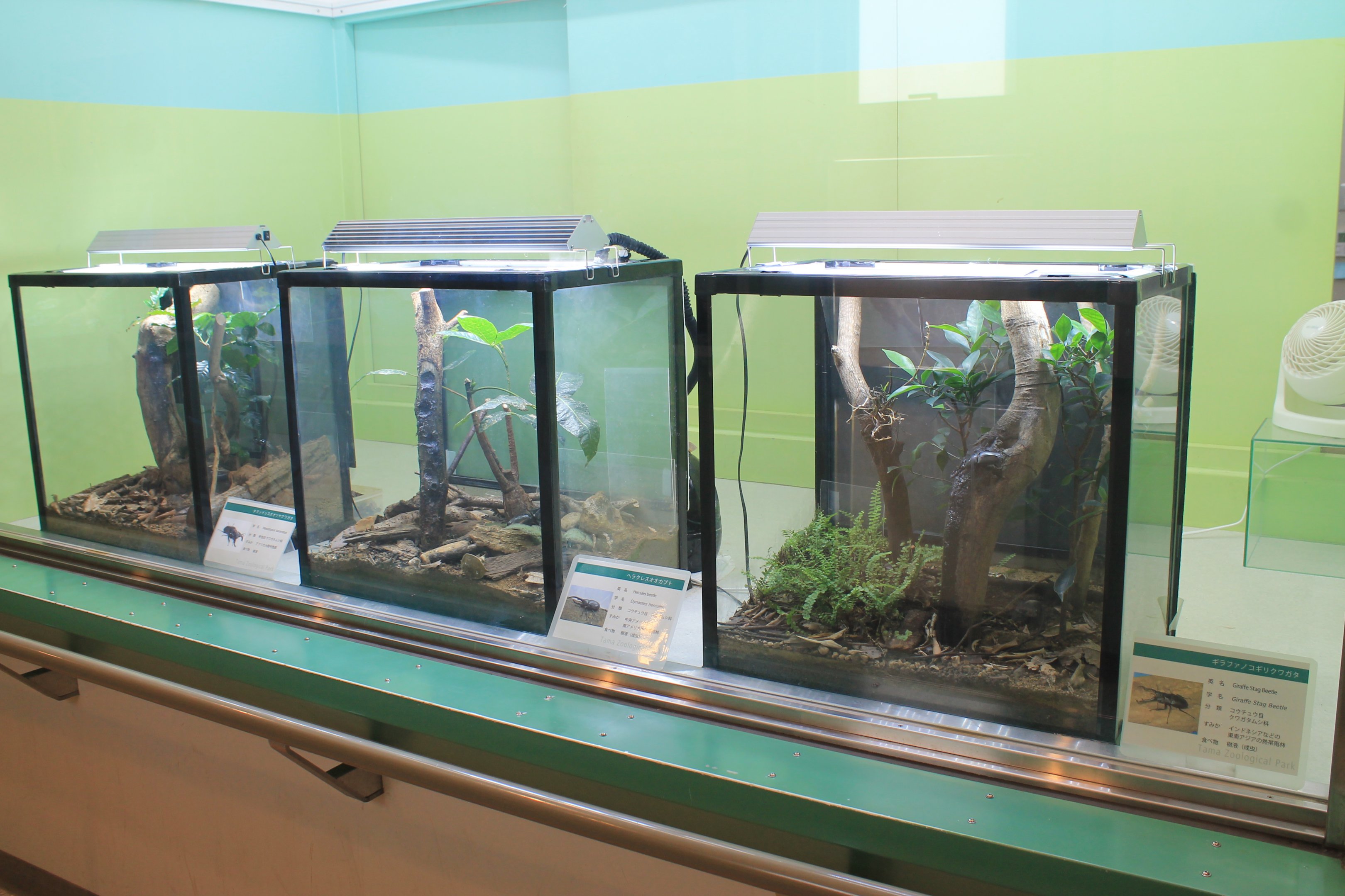 Stag Beetle tanks - Insectarium