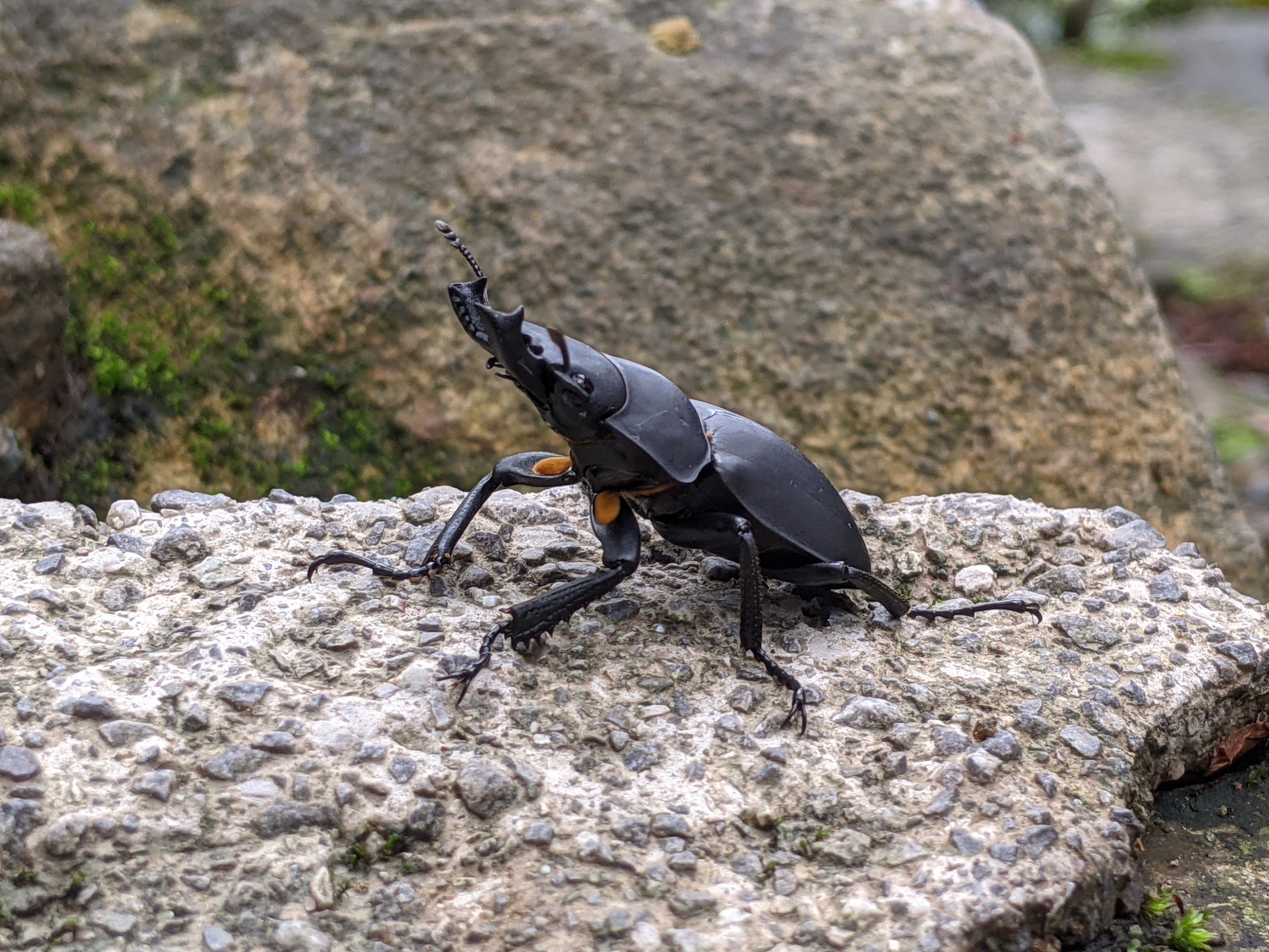 Stag Beetle