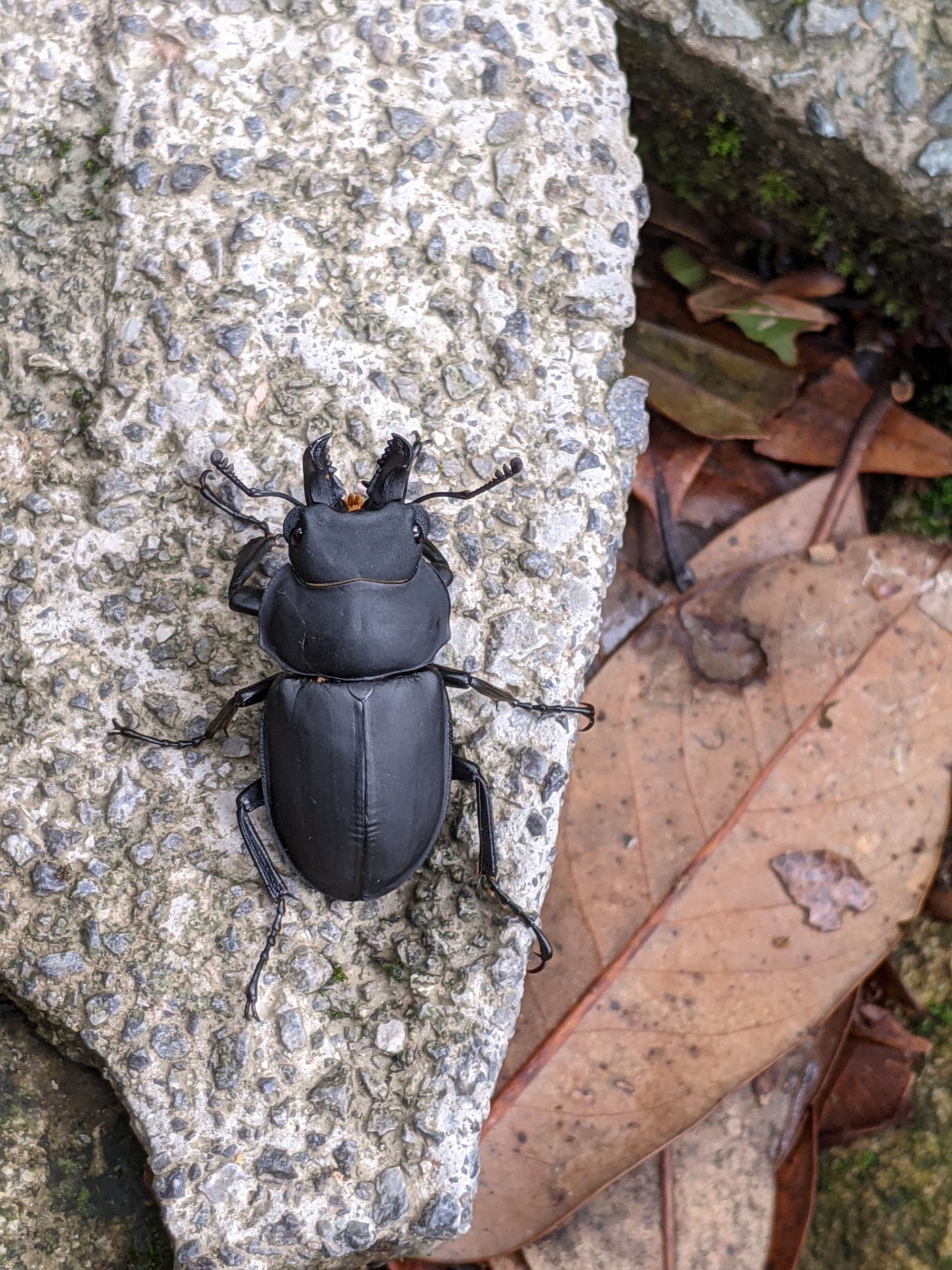 Stag Beetle