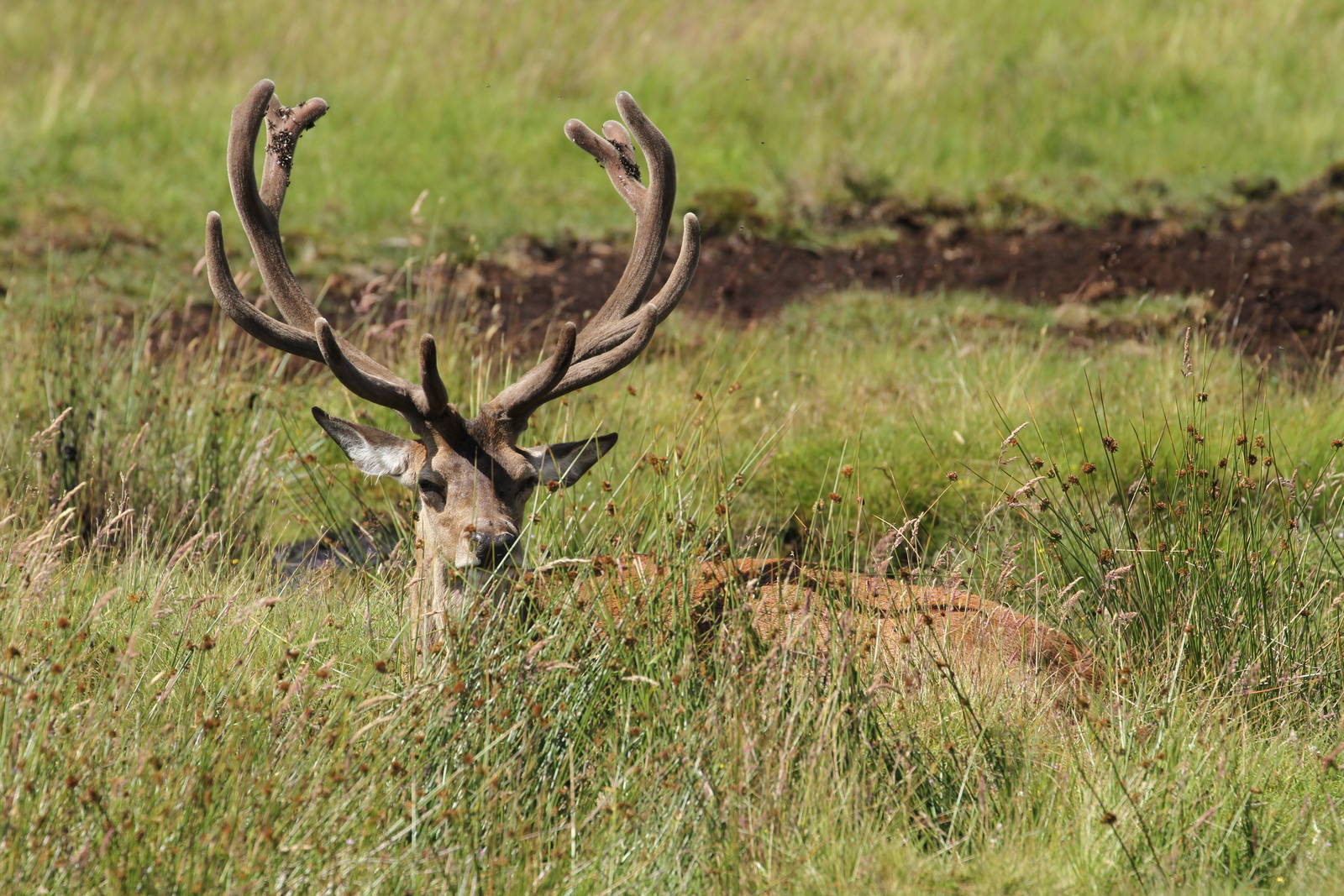 Stag In The Grass